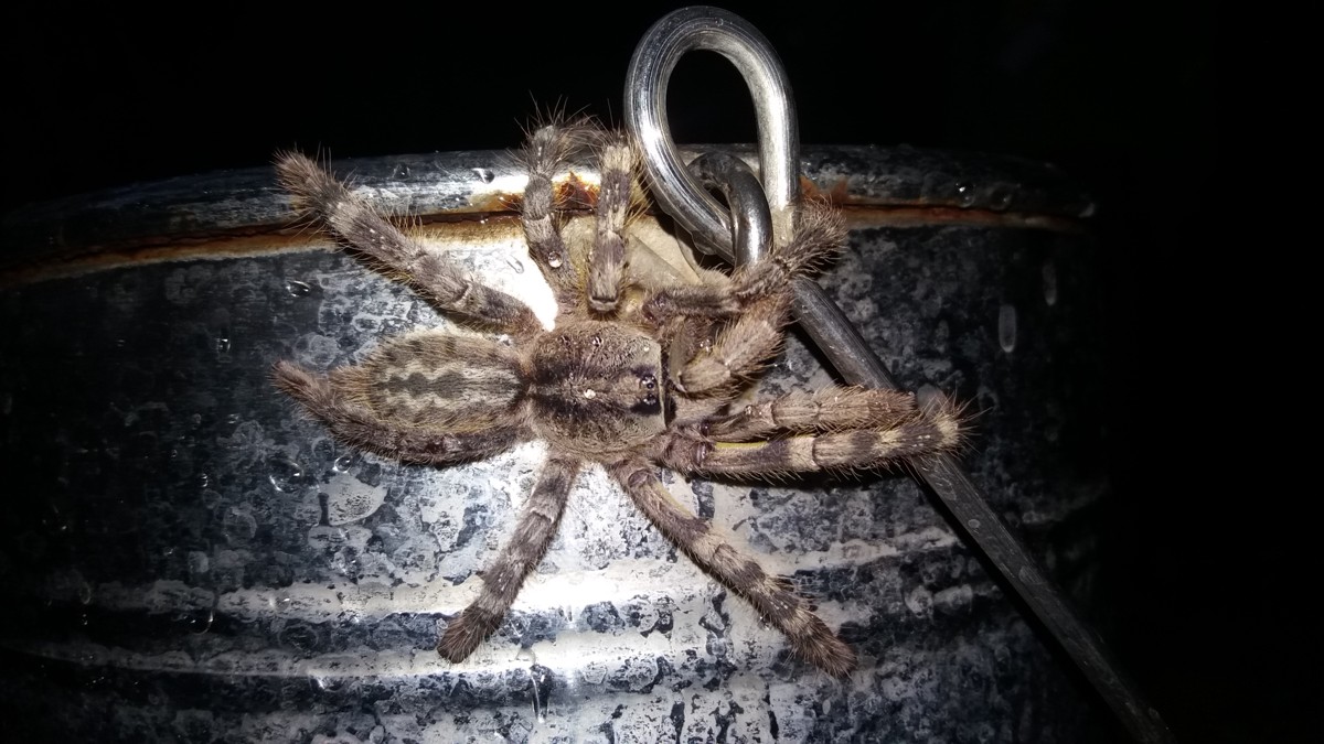 Poecilotheria hanumavilasumica