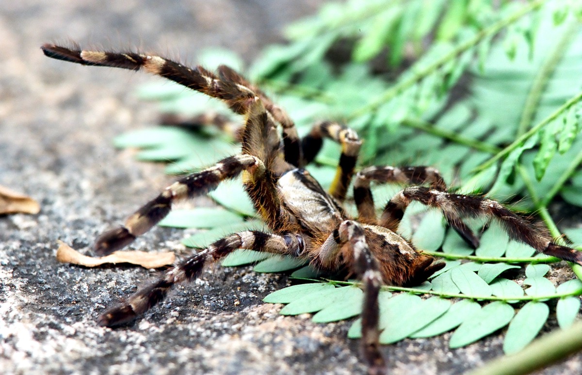 Poecilotheria regalis