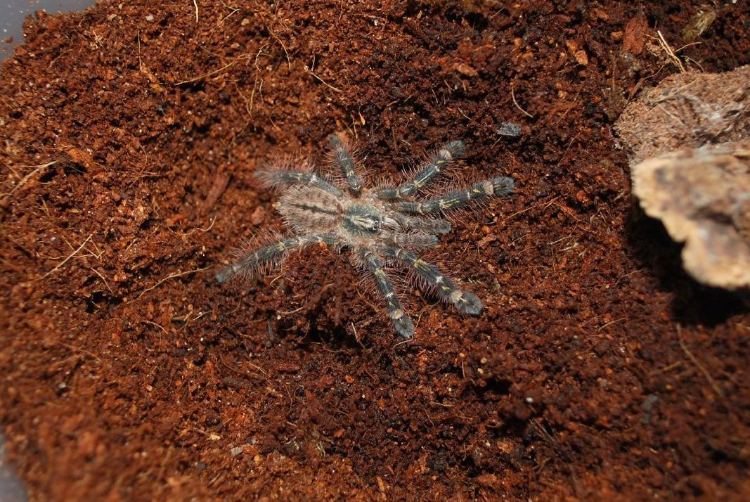 Poecilotheria rufilata