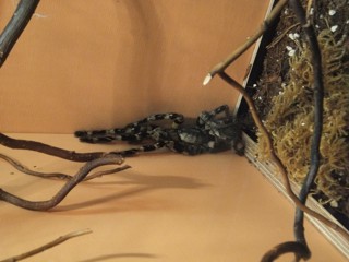 Poecilotheria smithi
