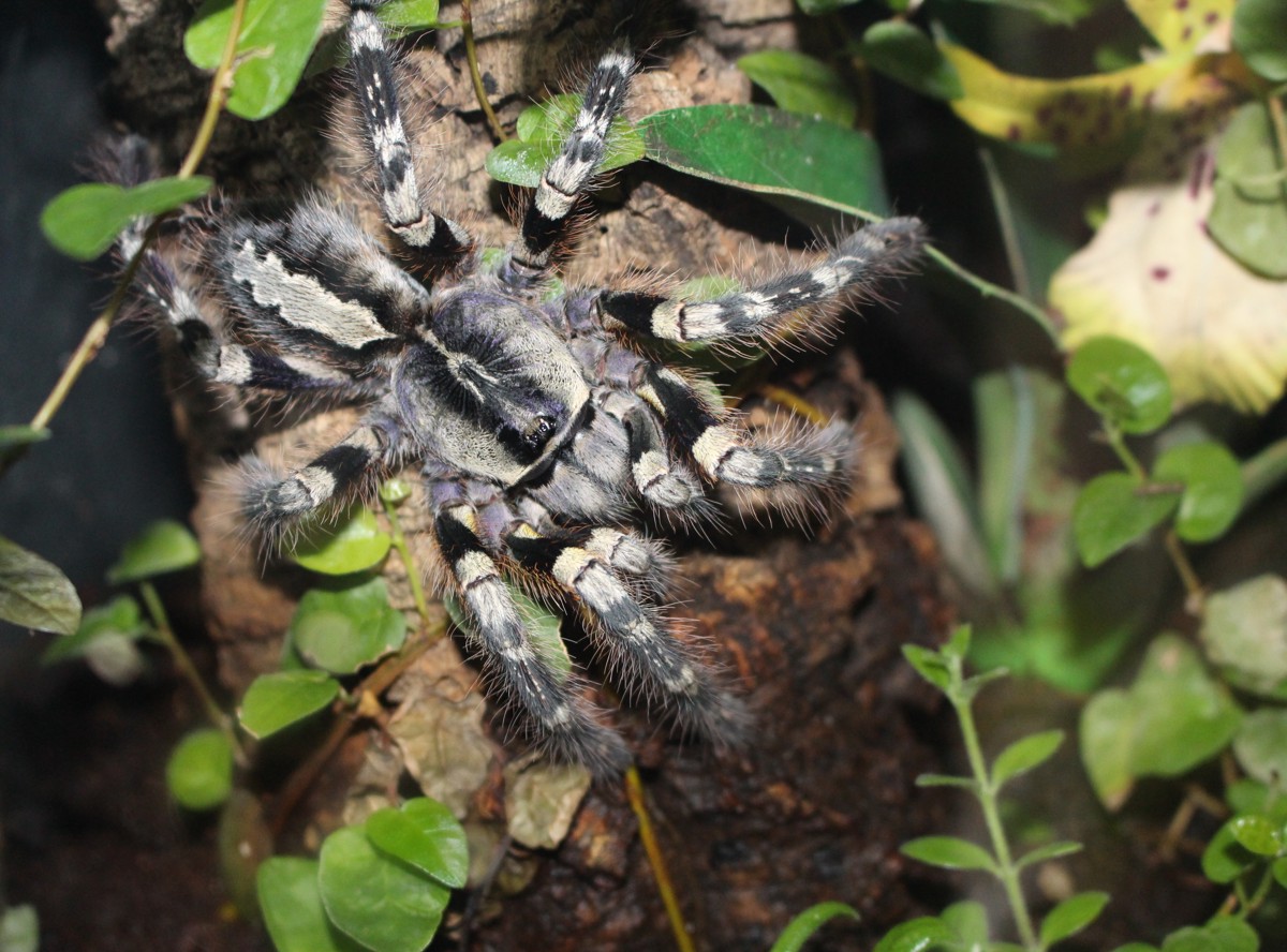 Poecilotheria striata