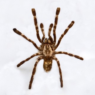 Poecilotheria vittata