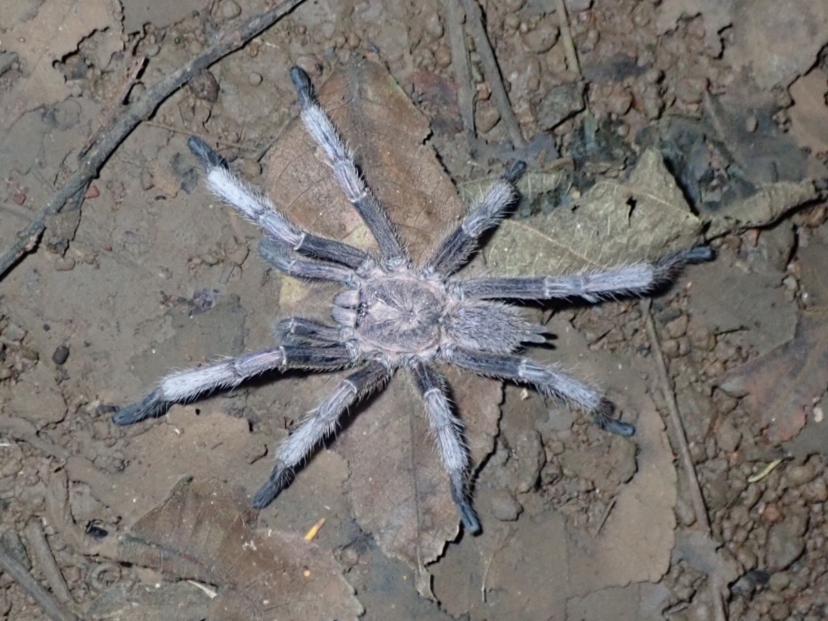 Chilobrachys dyscolus