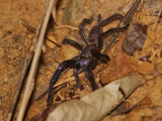 Chilobrachys natanicharum