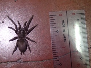Phlogiellus baeri