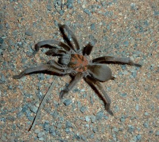 Selenocosmia stirlingi