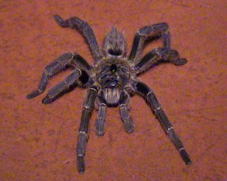 Ceratogyrus sanderi