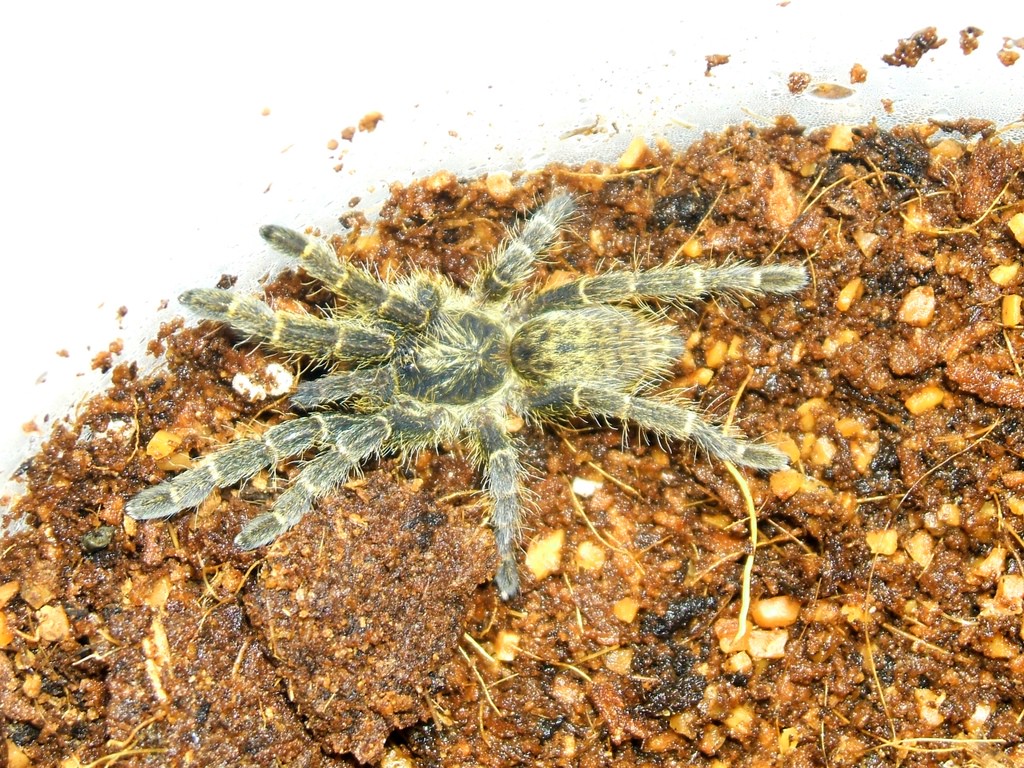 Pterinochilus chordatus