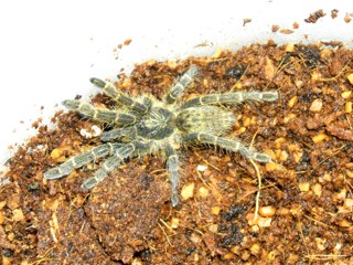 Pterinochilus chordatus