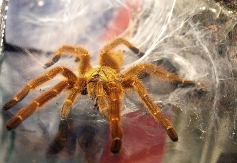Pterinochilus murinus