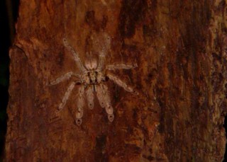 Stromatopelma calceatum