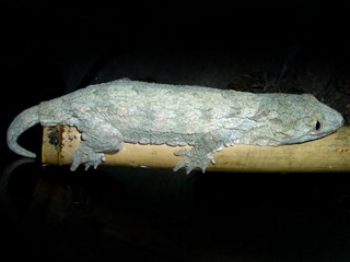 Rhacodactylus leachianus