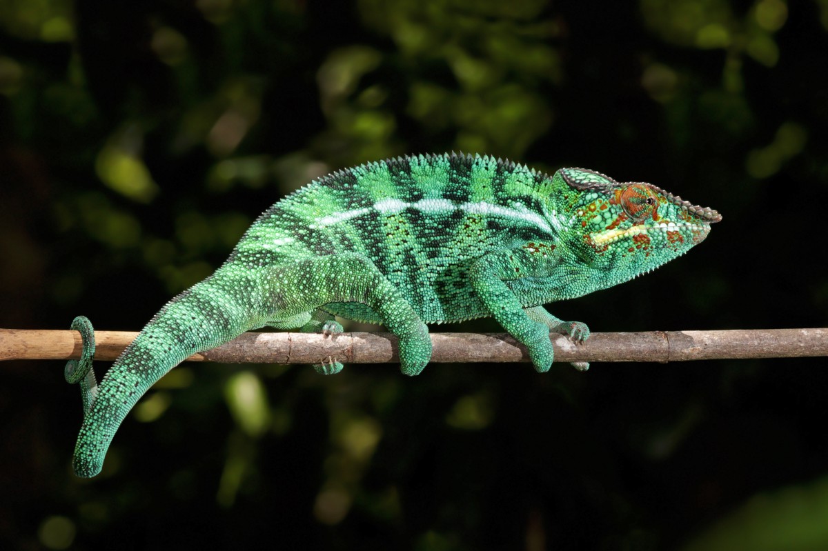 Furcifer pardalis