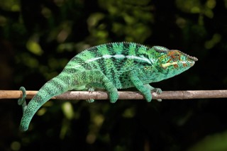 Furcifer pardalis