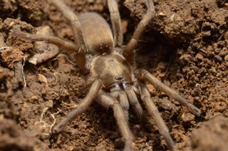 Ischnocolus valentinus