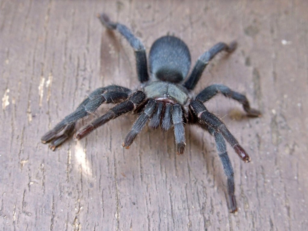 Chaetopelma olivaceum