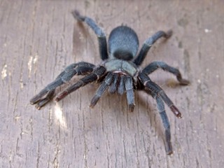 Chaetopelma olivaceum