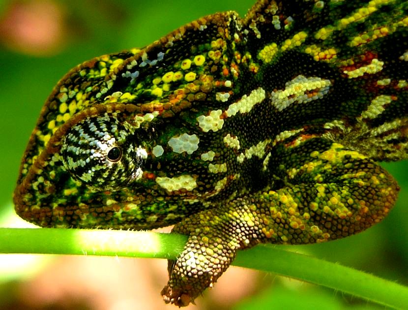 Furcifer lateralis