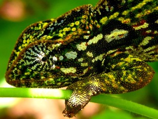 Furcifer lateralis