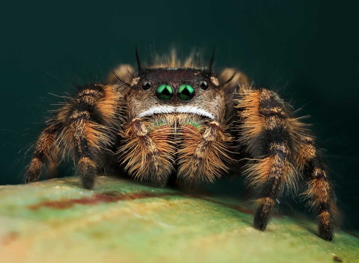 Phidippus otiosus