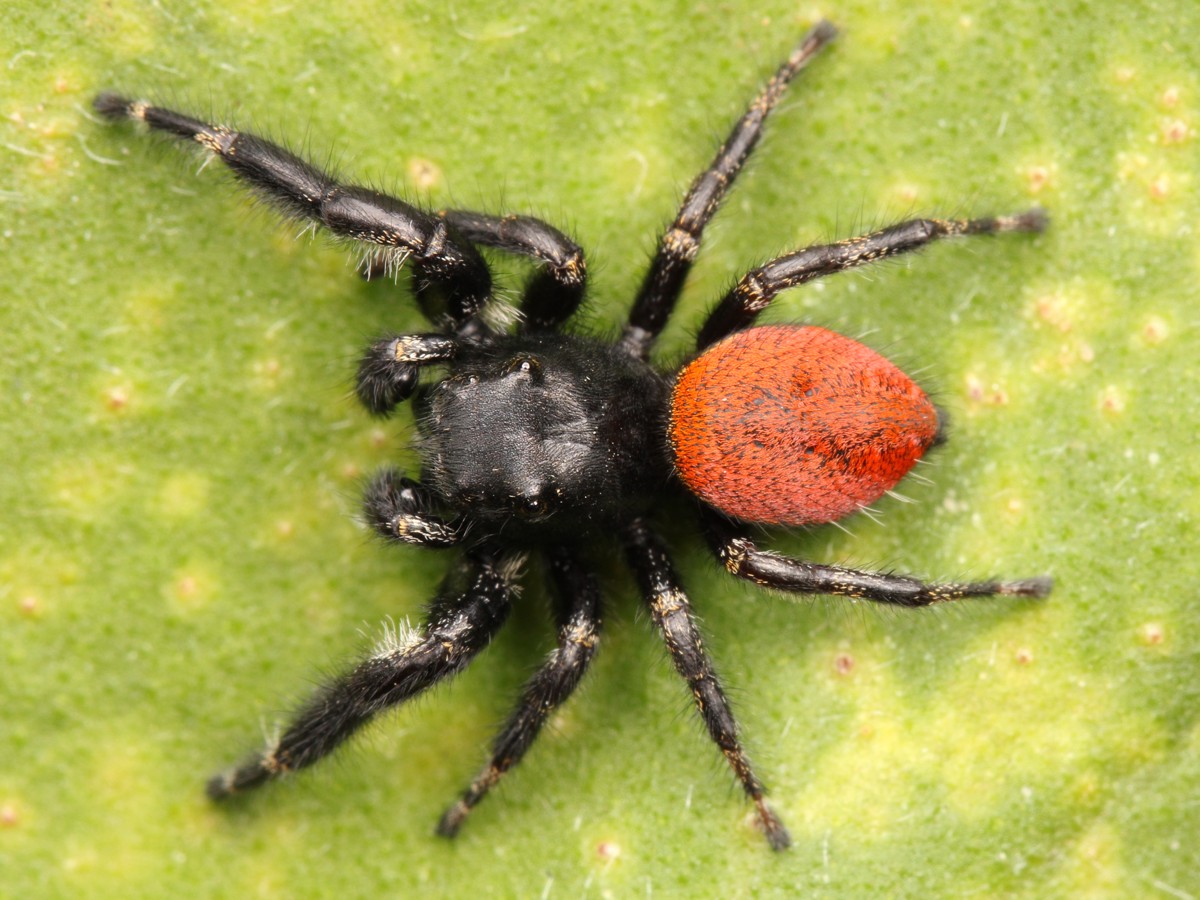 Phidippus johnsoni
