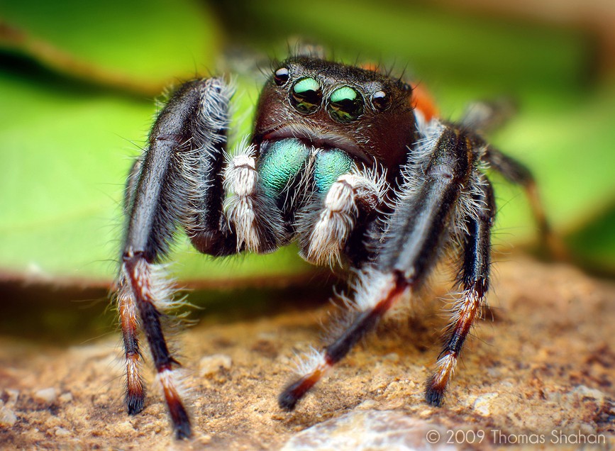 Phidippus clarus