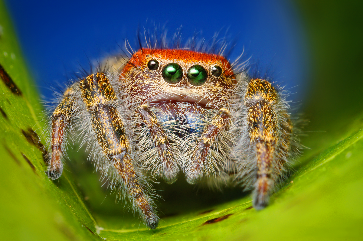 Phidippus cardinalis