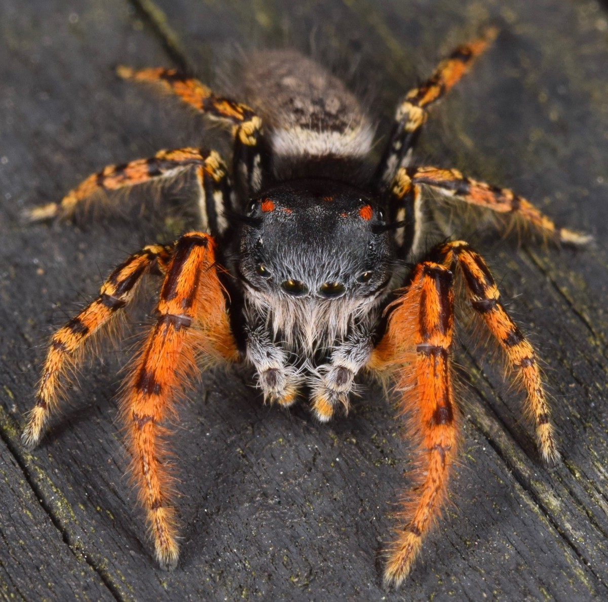 Phidippus mystaceus
