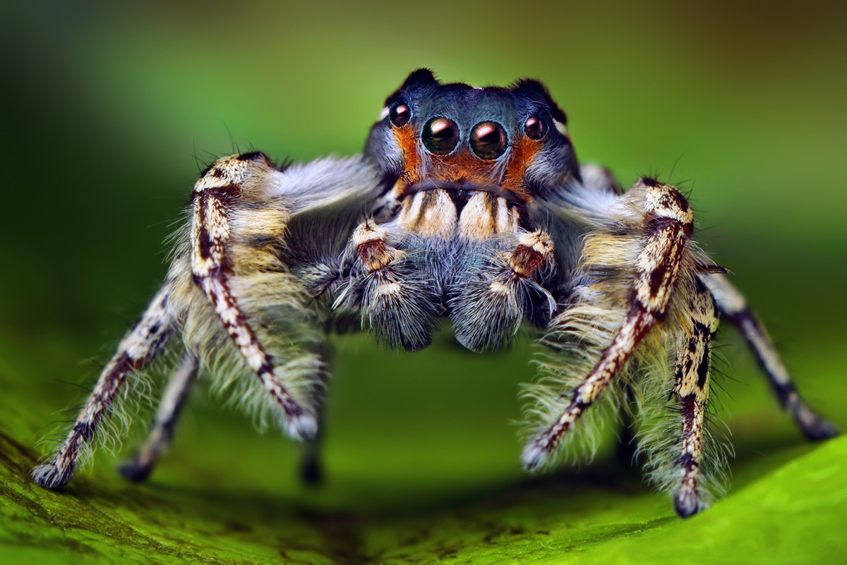 Phidippus putnami
