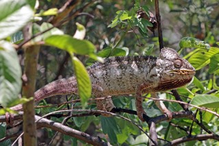 Furcifer oustaleti