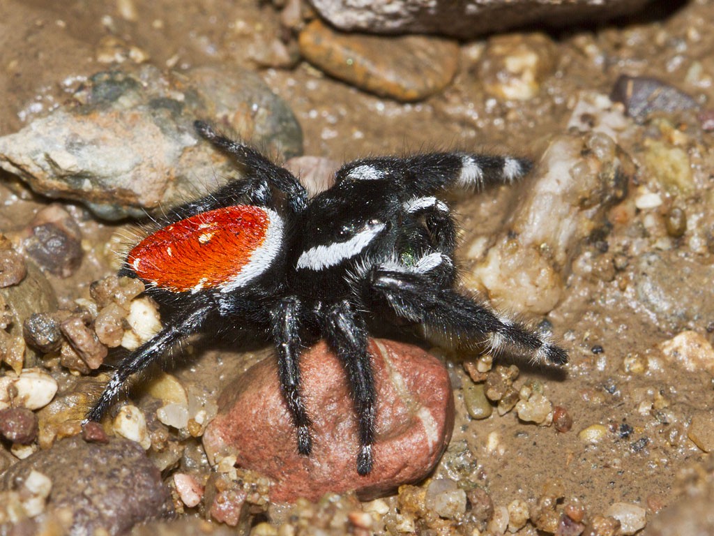 Phidippus carneus