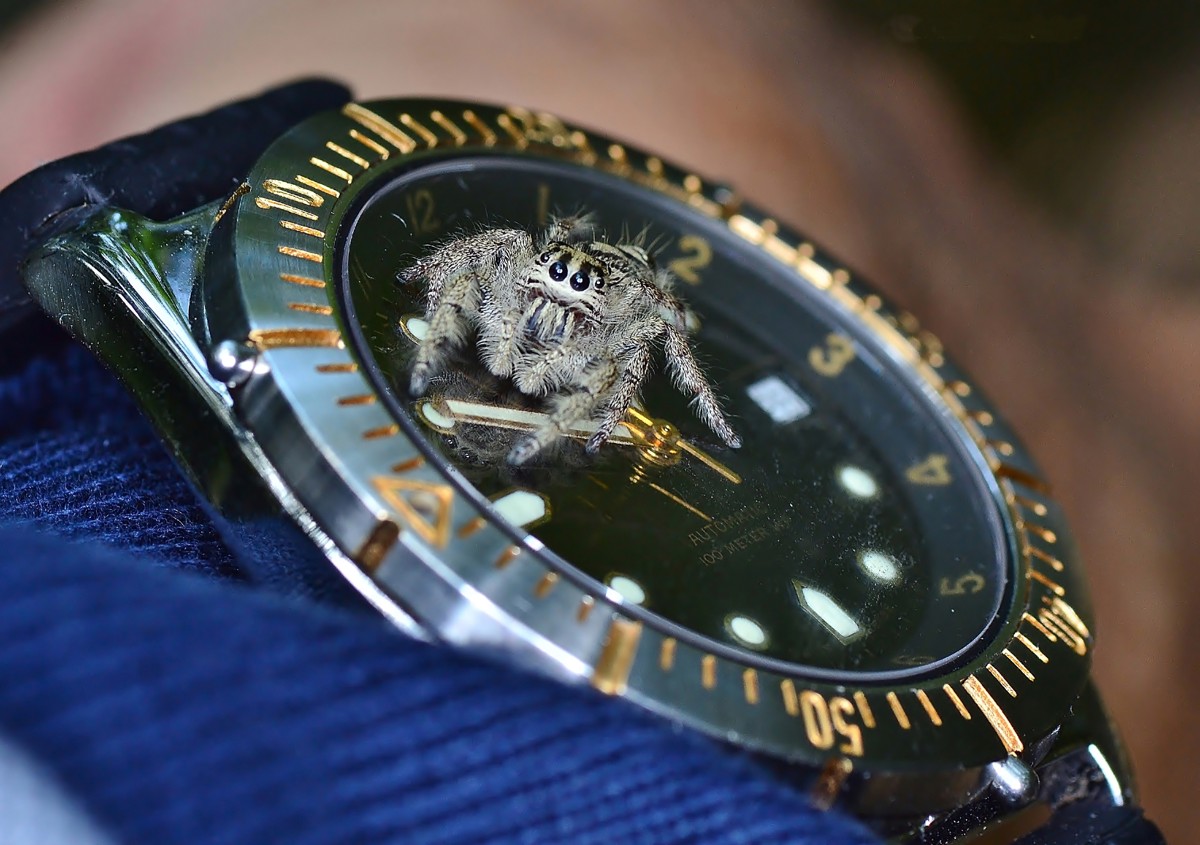 Hyllus diardi