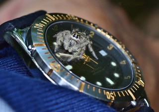 Hyllus diardi