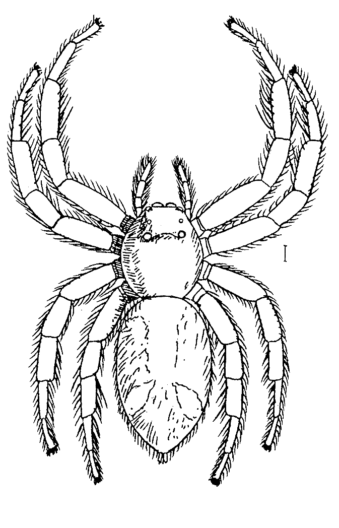 Hyllus giganteus