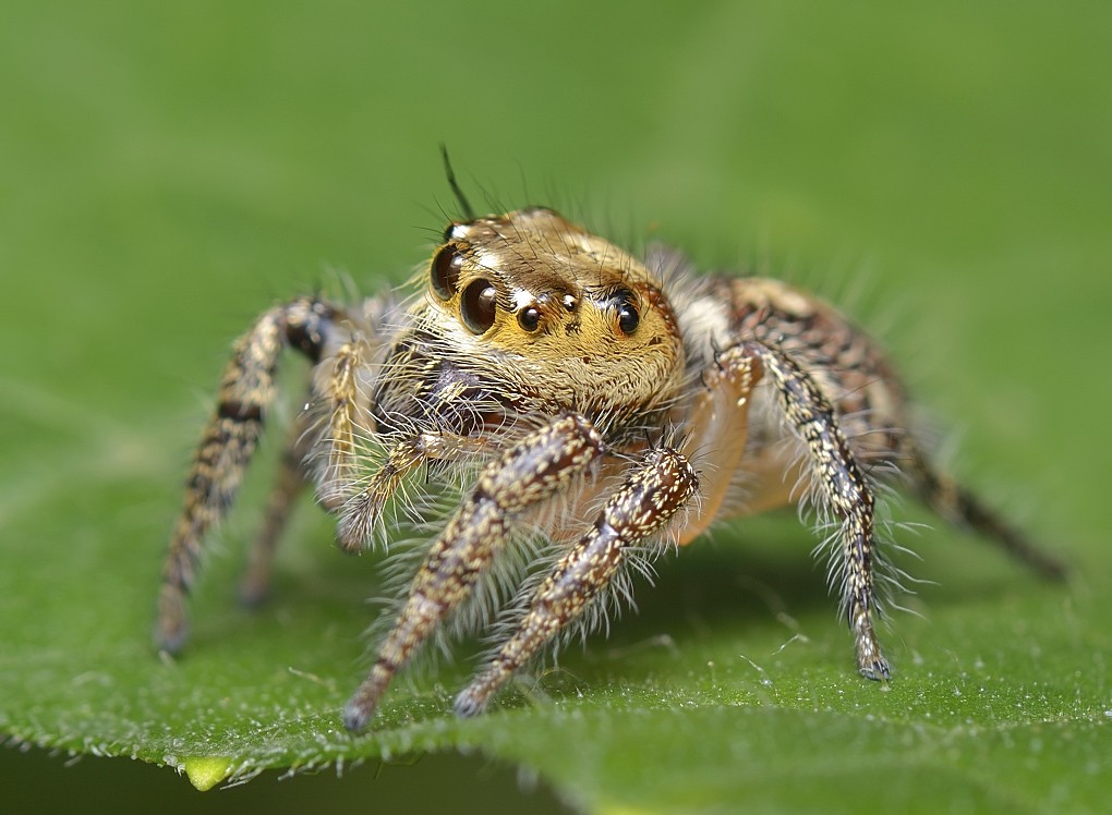 Hyllus semicupreus