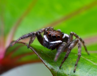 Hasarius adansoni