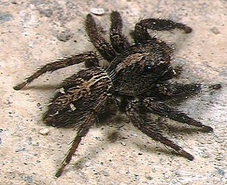Plexippus paykulli