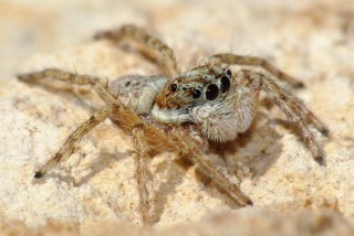 Menemerus semilimbatus