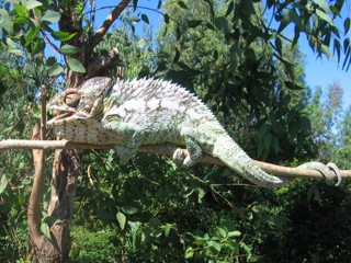 Furcifer verrucosus