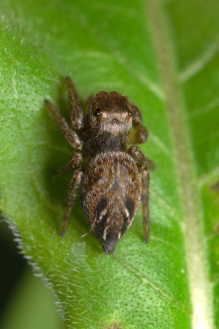 Evarcha arcuata