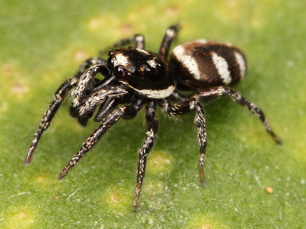 Salticus scenicus