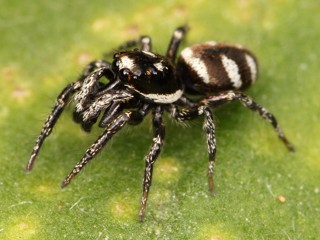 Salticus scenicus