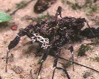 Portia fimbriata