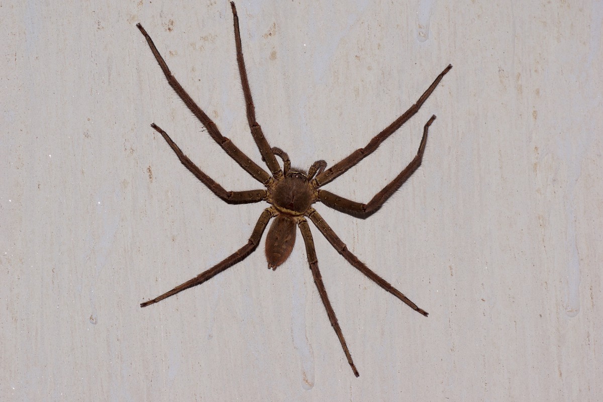 Heteropoda venatoria