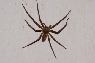 Heteropoda venatoria
