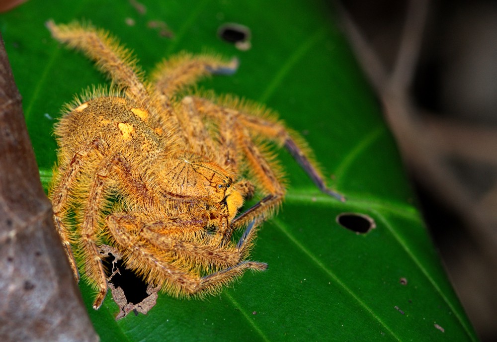 Heteropoda davidbowie