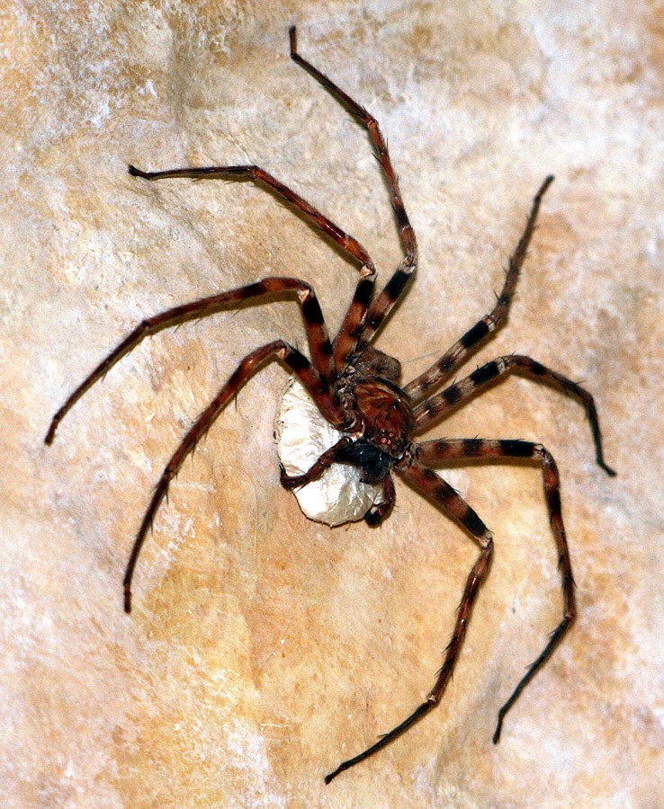Heteropoda maxima