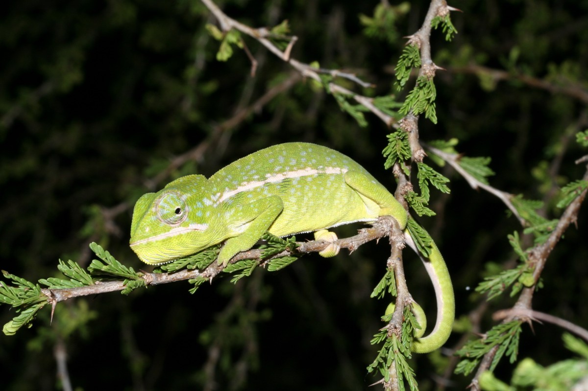Furcifer major