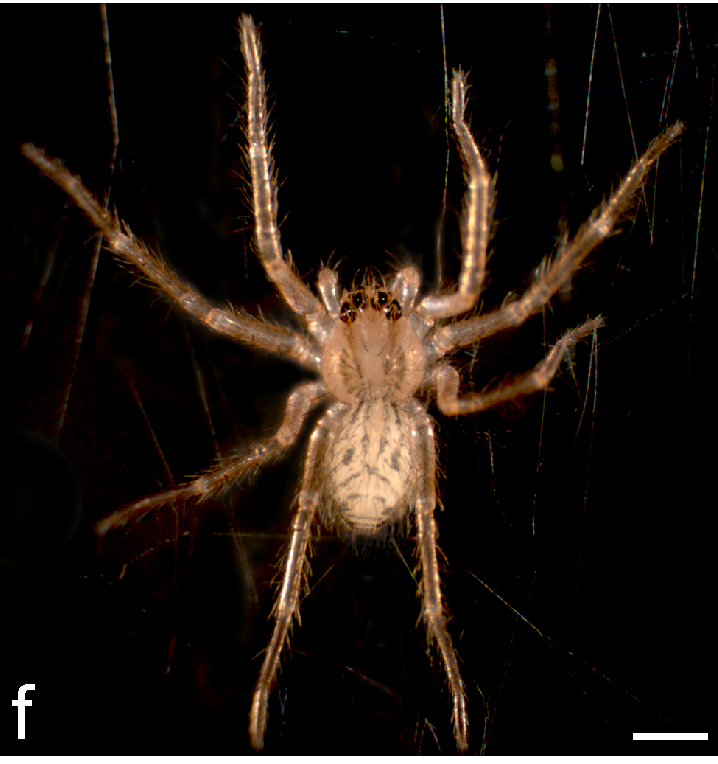 Cupiennius salei