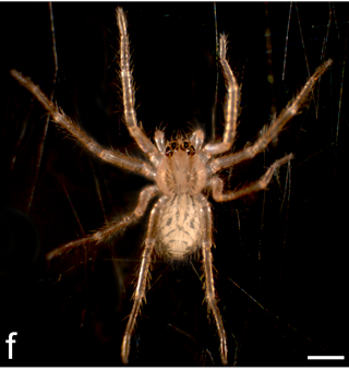 Cupiennius salei